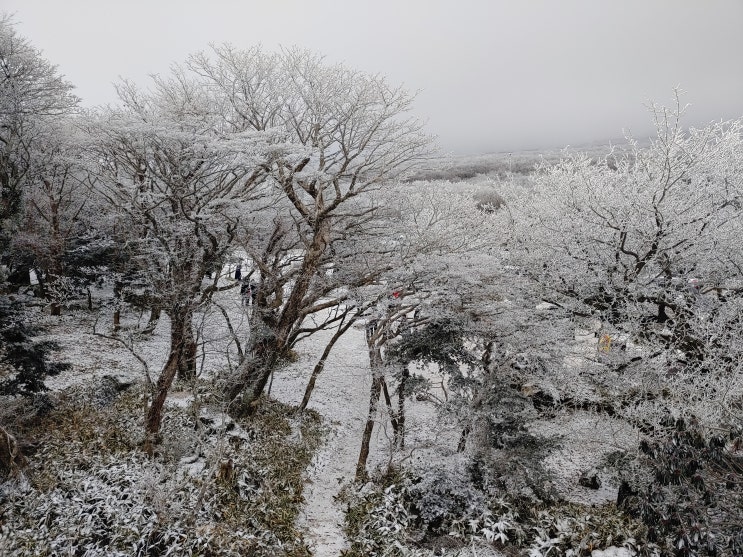 1100고지습지, 겨울왕국 같은 한라산 눈꽃을 가장 쉽게 만날 수 있는 곳! 한라산 천백고지 CCTV & 교통통제정보 확인팁~