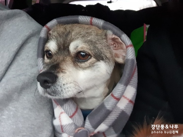  단풍아 빠방타고 어야가자