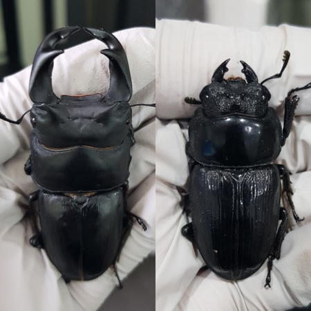  [Bs] 극태왕사슴벌레 K-2B 균사 투입 기록용