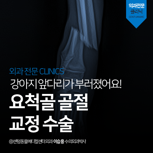  [외과] 어린 강아지 앞다리가 부러졌어요! 요척골 골절 교정 수술 (부산 남구 대연동 용호동 용당동 플레이트 정형수술 전문 동물병원)