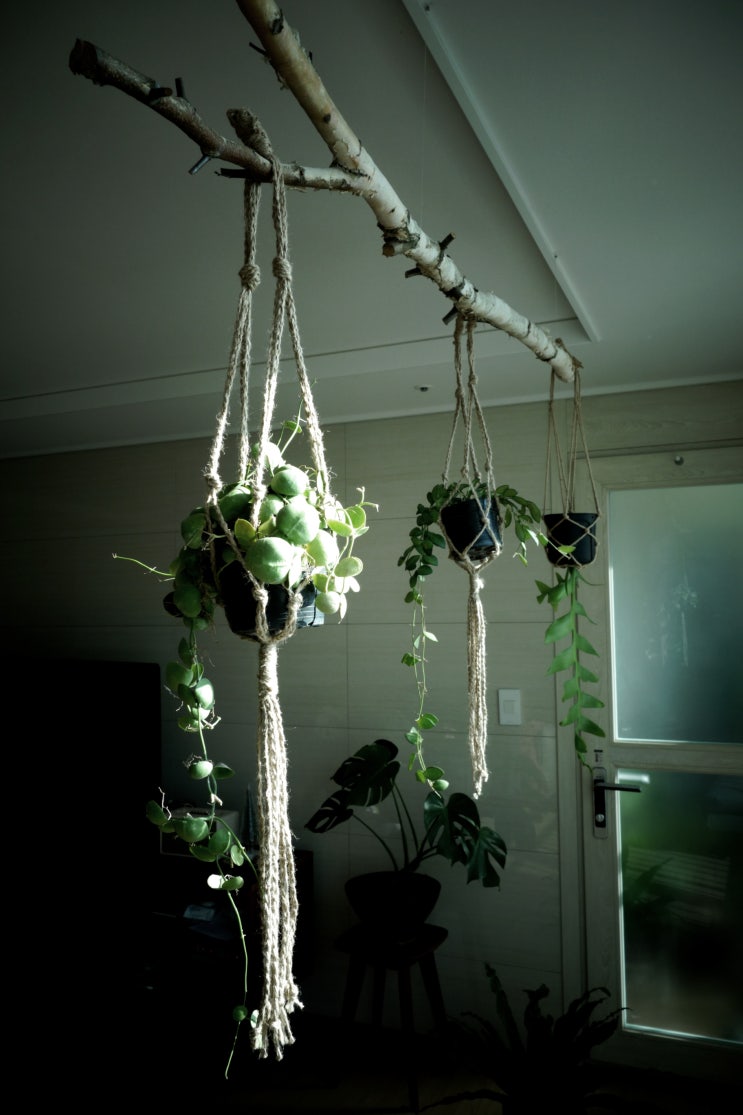  행잉플랜트(Hanging Plant) 디시디아넘초크