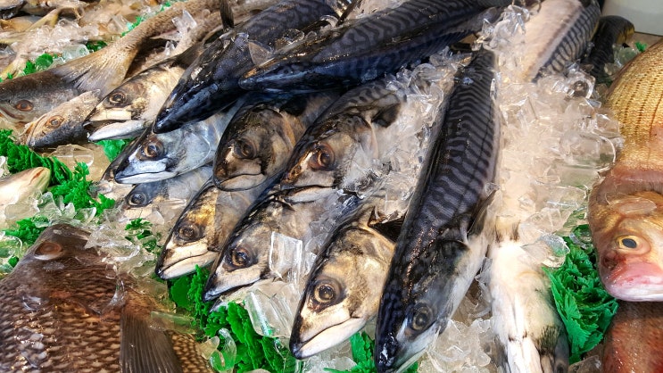  맛있는 생선, 이건 알고 먹자 (feat 고등어, 조기, 갈치)