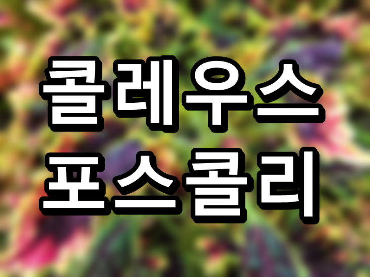  다이어트계의 떠오르는 샛별 콜레우스 포스콜리, 효능과 부작용 및 주의사항