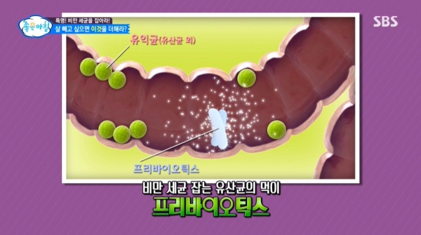  어떤 유산균이 좋은 유산균이야?