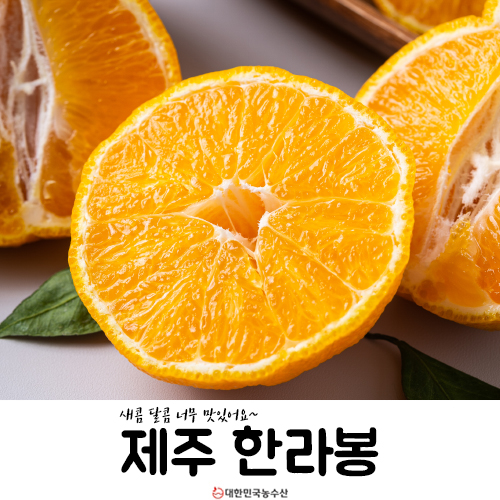  제주 한라봉 지금 먹어야 맛있어요