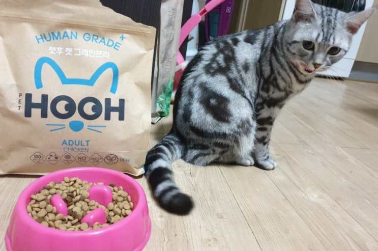  고양이 사료 펫후 그레인프리 안심하고 먹여요