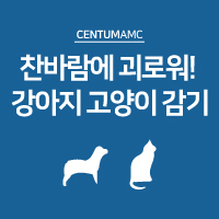  찬바람에 괴로워! 강아지 고양이 감기 조심하세요!