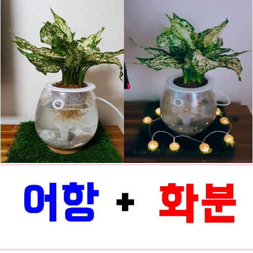  하이팟 관리하기 쉬운 어항화분