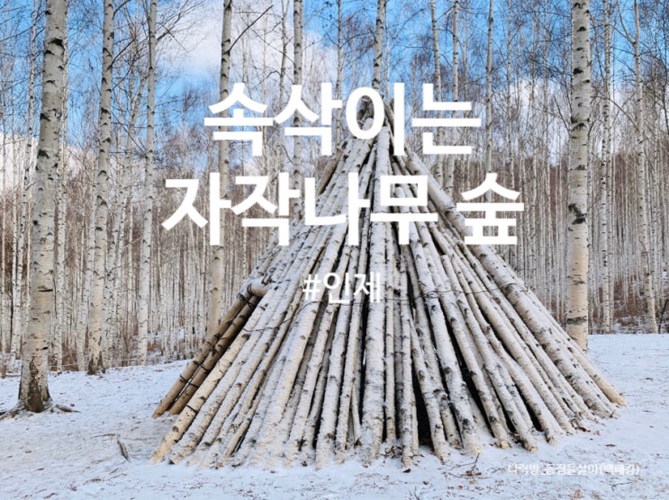 인제 원대리 자작나무숲길