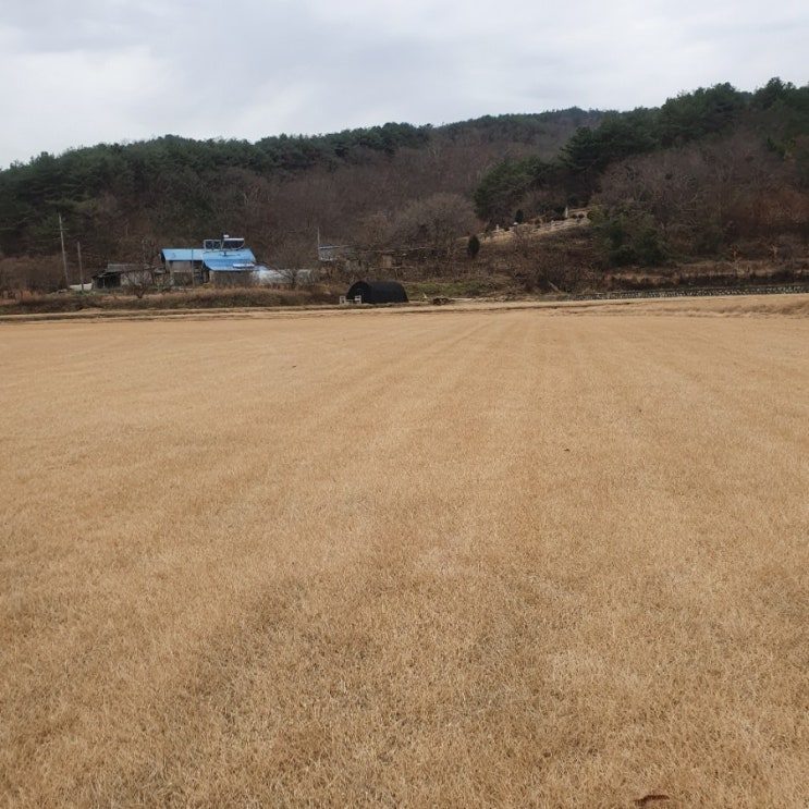  애견,카페 좋은잔디 가격 추천 feat.겨울 작업과정