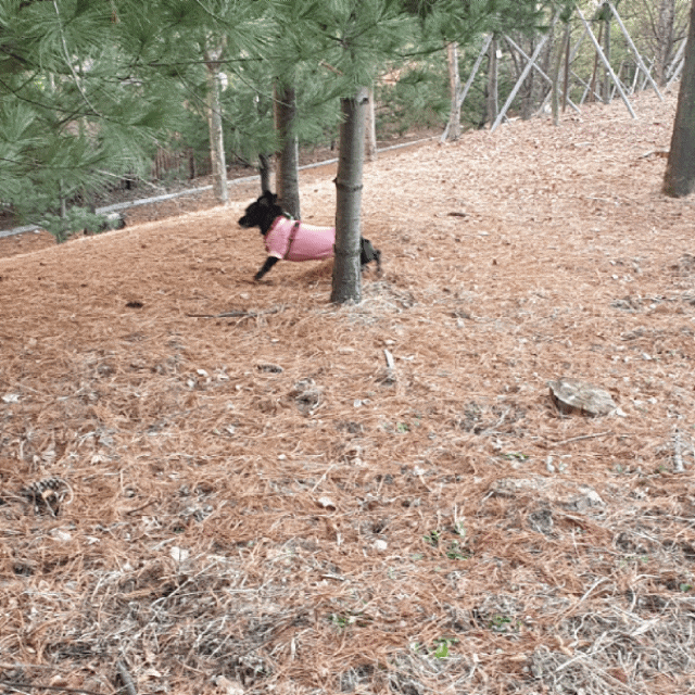 < 별내 용암천 산책 > 엄마, 새를 잡아다드릴께요. 보은하는 사월양. < 별내 용암천 산책 > 엄마, 새를 잡아다드릴께요. 보은하는 사월양.
