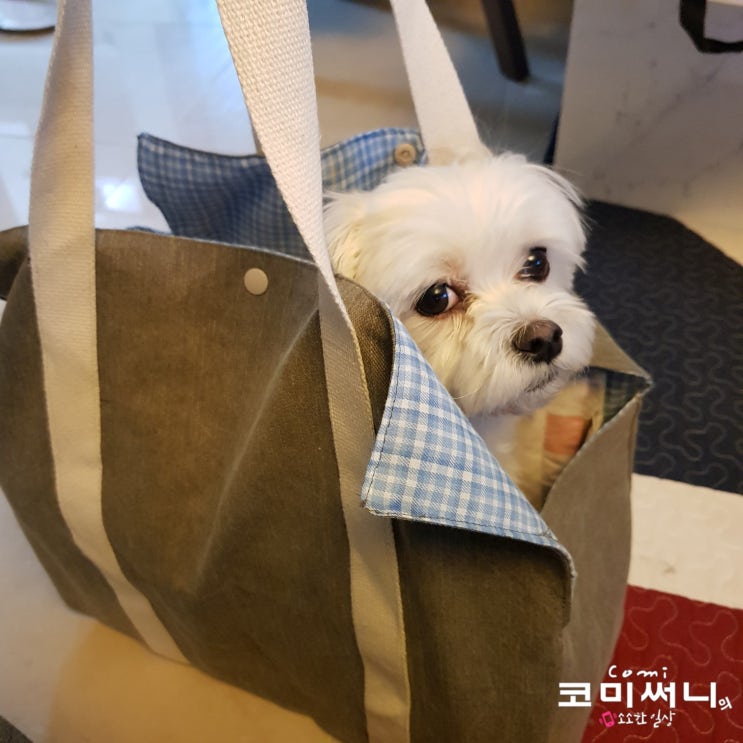 강아지 캐리어 (개 이동가방) 만들기 도전! 강아지 캐리어 (개 이동가방) 만들기 도전!