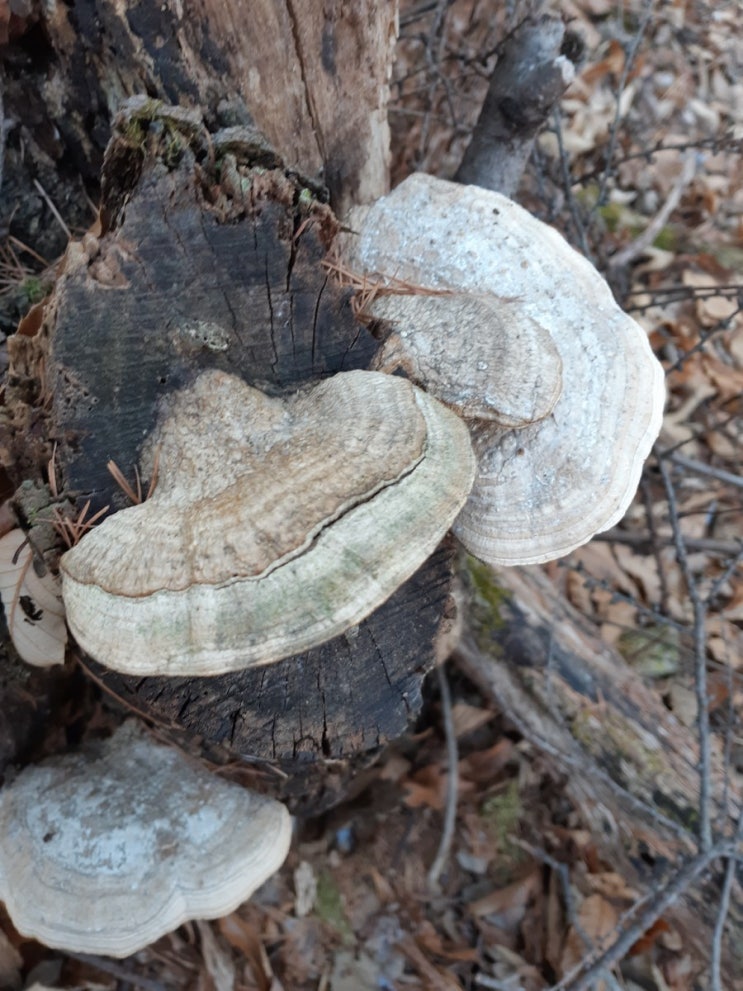 버섯 산행 겨울 산골이야기