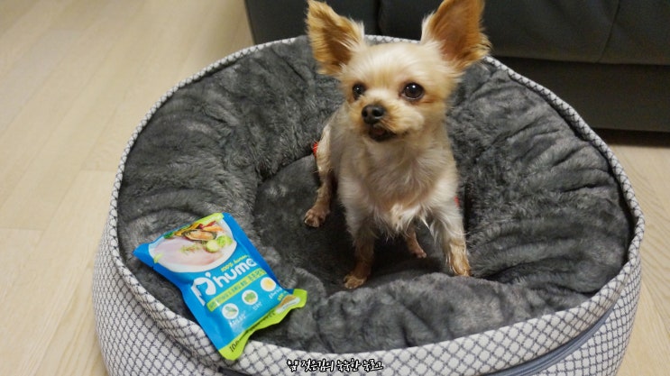 듀먼 덕분에 방이에게 강아지화식 급여 너무 편해요! 듀먼 덕분에 방이에게 강아지화식 급여 너무 편해요!