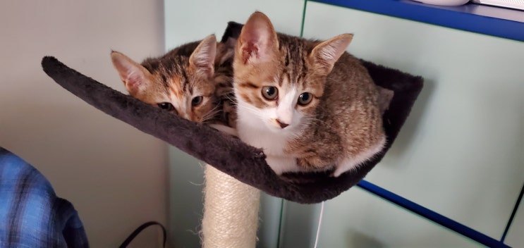 [알콩달콩] 고양이 입양, 새끼 고양이 두 마리 "알콩이 달콩이"
