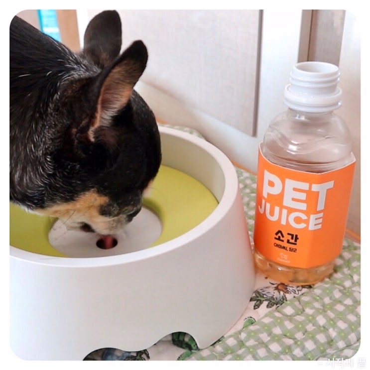  강아지비타민 [꼬멜] 맛있는 펫쥬스로 건강관리하자!