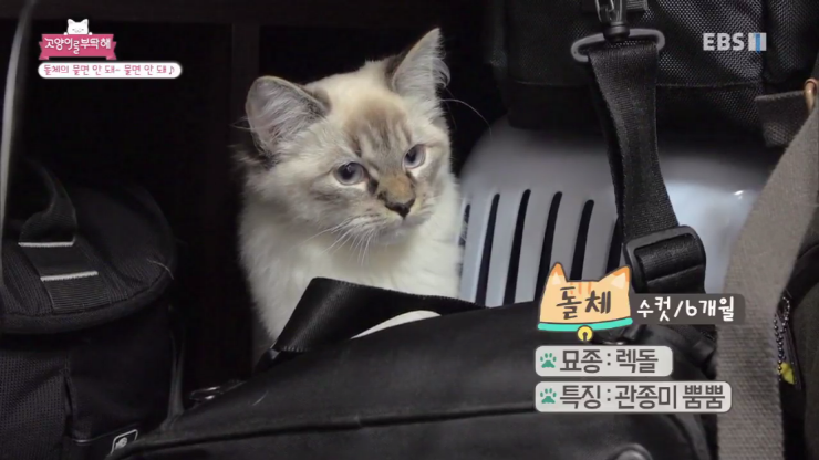 무는 고양이 어떤 솔루션이 필요할까 Ebs 고양이를 부탁해 돌체의 물면 안 돼 물면 안 돼 네이버 블로그