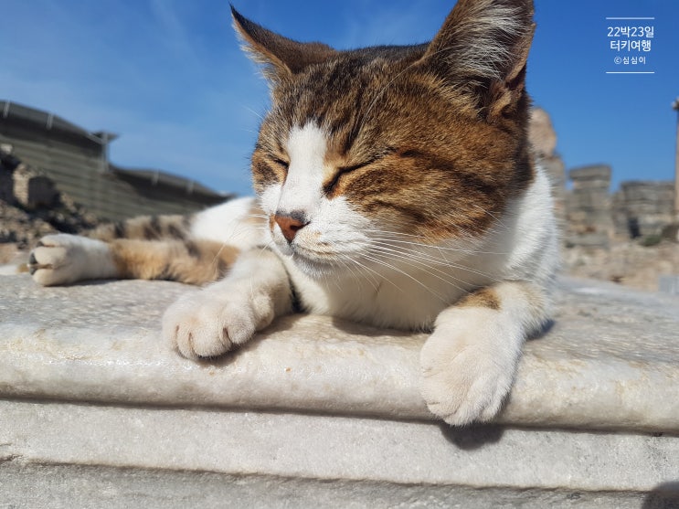  귀여운 고양이 천국 터키!