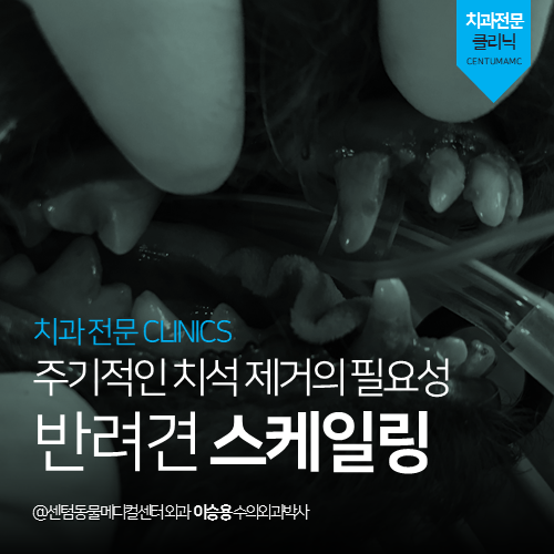  [치과] 주기적인 치석 제거의 필요성, 반려견 스케일링! (부산 남구 대연동 용호동 용당동 동물병원)