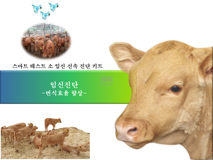  한우(소) 임신 진단! 에스엘에스바이오 키트 하나로 해결하자 편하고 간편하게~
