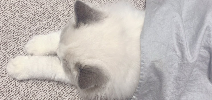 치사율 높은 고양이 복막염