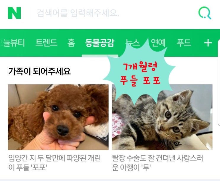 틱 장애를 겪고 있는 7개월령 푸들 포포가 어제 ' 동물공감 가족이 되어주세요' 에 올라 왔어요.