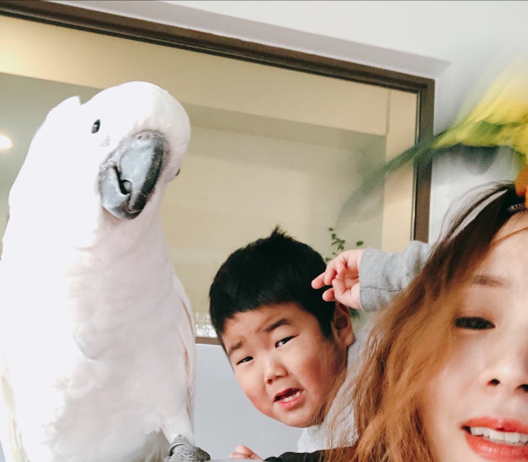  [양평] 이색 앵무새 카페 마카우에 놀러왔어요.