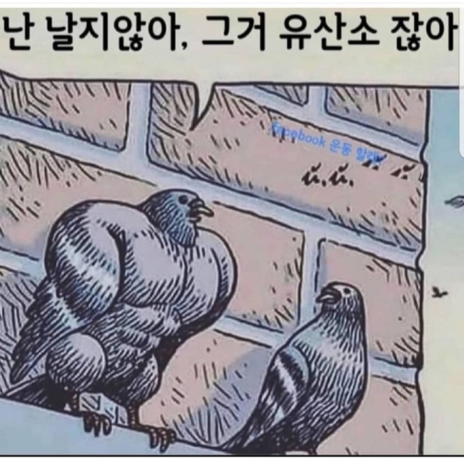 날지 않는 새