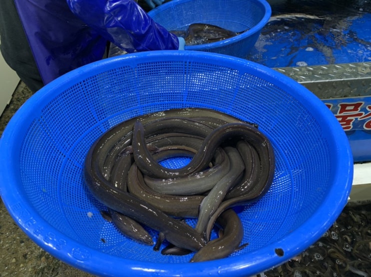  [가락동 오복수산] 자연산 민물장어 사다가 집에서 겨울 몸보신해요