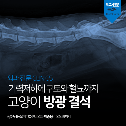  [외과] 고양이 방광결석 - 기력저하에 구토와 혈뇨까지 (부산 수영구 광안동 남천동 망미동 고양이 결석 전문 동물병원, 배뇨장애)