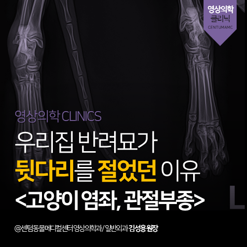  [영상의학과] 고양이 염좌, 관절부종 - 우리집 반려묘가 뒷다리를 절었던 이유 (부산 남구 감만동 우암동 문현동 엑스레이 분석 전문 동물병원)