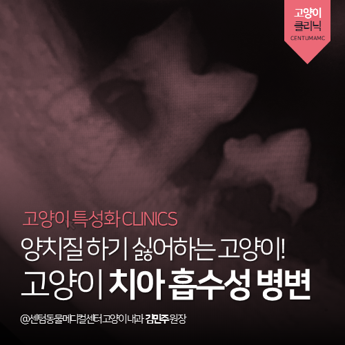  [고양이내과] 고양이 치아 흡수성 병변 - 양치질 하기 싫어하는 고양이! (부산 남구 대연동 용호동 용당동 고양이 치과 동물병원)