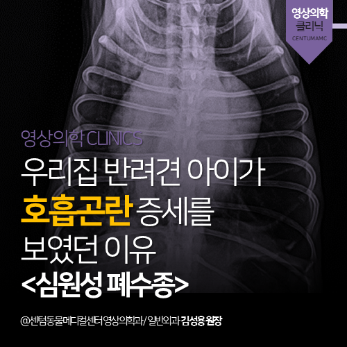 [영상의학과] 우리집 반려견 아이가 호흡곤란 증세를 보였던 이유 &lt;심원성 폐수종&gt; (부산 연제구 거제동 연산동 동물병원)