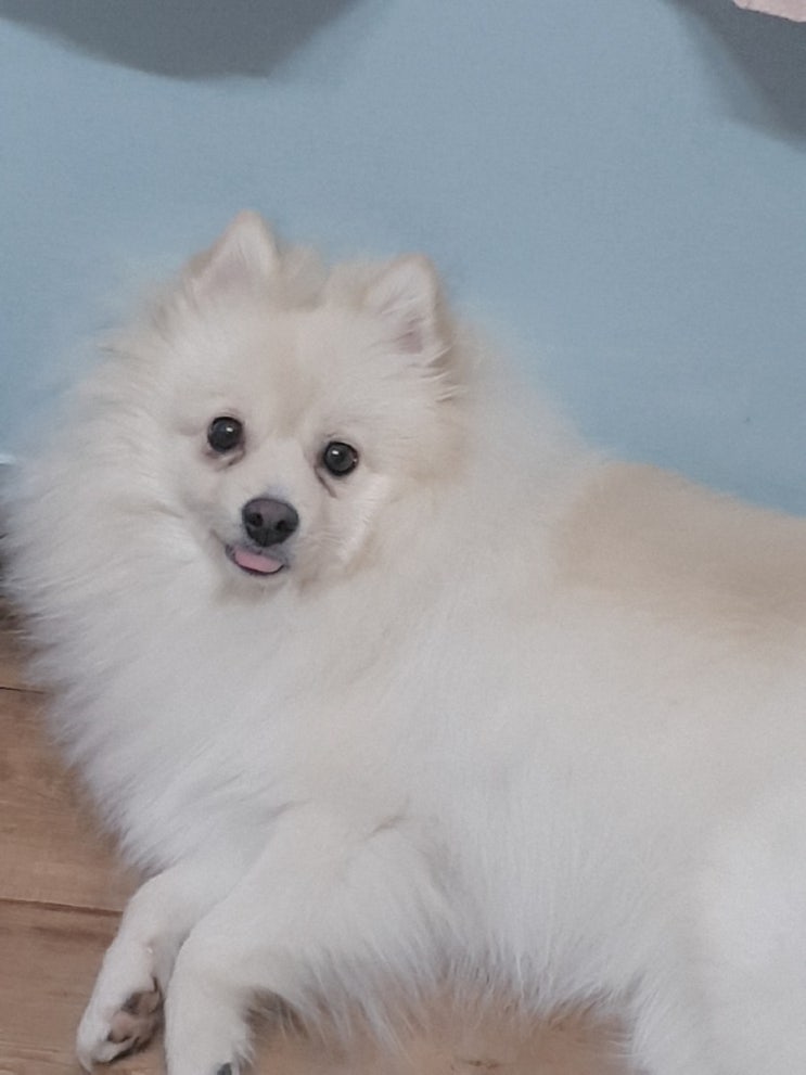  강아지 잠버릇! 쪼꼬야 꿈에서 들판을 달리고있니?