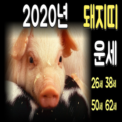 2020년 돼지띠 운세(59년생,71년생,83년생,95년생) 수지유명한점집 장대원사 해룡신당