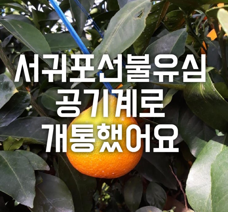  서귀포선불유심 앤텔레콤 개통했지요