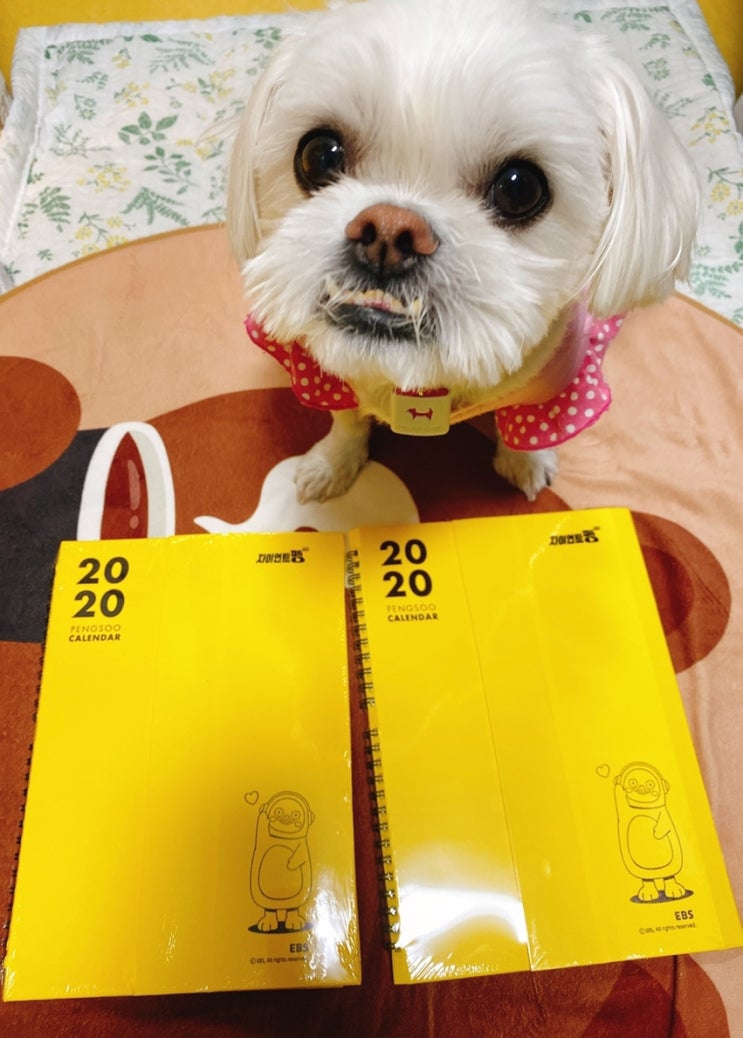 2020년 펭수 달력 드디어 도착 2020년 펭수 달력 드디어 도착