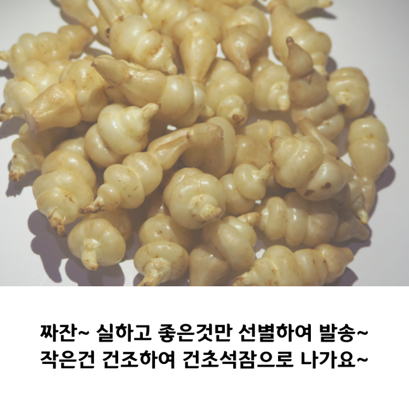 2020 지리산 초석잠 판매가격 & 생초석잠파는곳 7