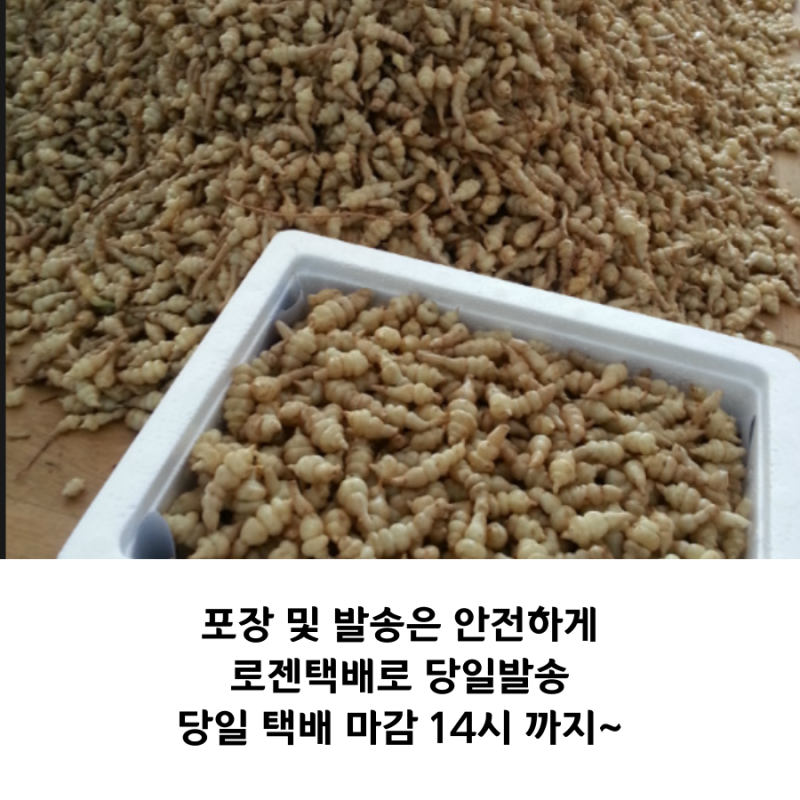 2020 지리산 초석잠 판매가격 & 생초석잠파는곳 6