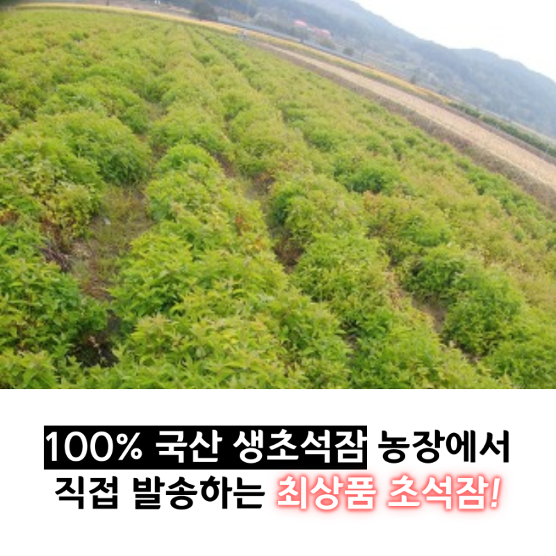 2020 지리산 초석잠 판매가격 & 생초석잠파는곳 5