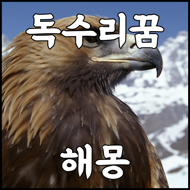 독수리나오는꿈 풀이 태몽 독수리꿈 신박해