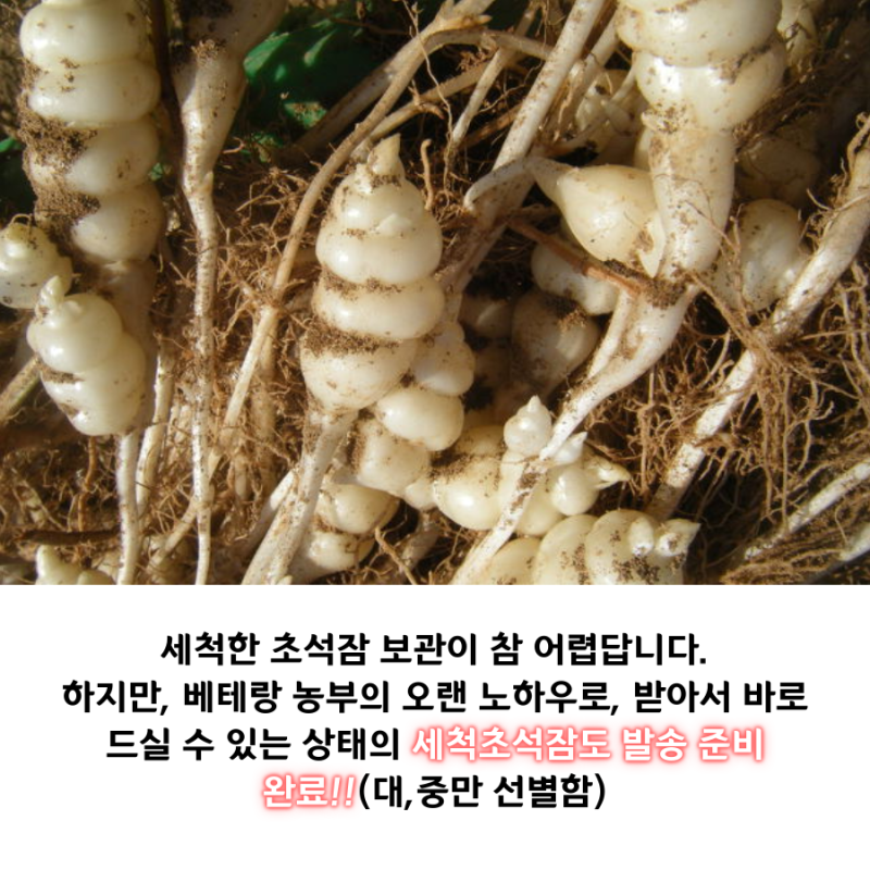 2020 지리산 초석잠 판매가격 & 생초석잠파는곳 2