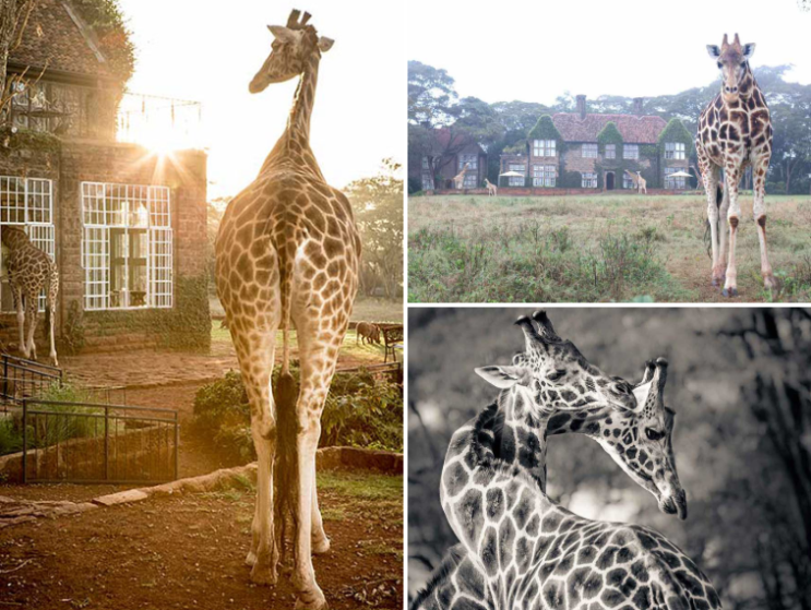  케냐 기린 호텔로 유명한 Giraffe Manor - 가격정보