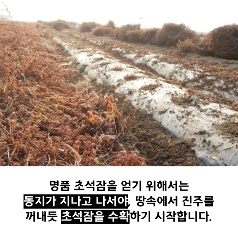 2020 지리산 초석잠 판매가격 & 생초석잠파는곳 9
