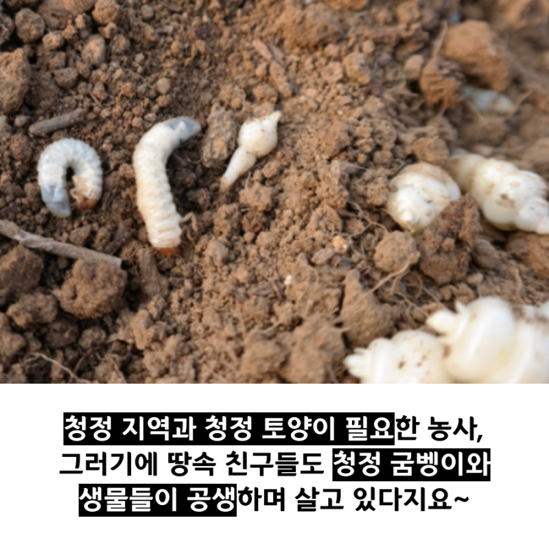 2020 지리산 초석잠 판매가격 & 생초석잠파는곳 8