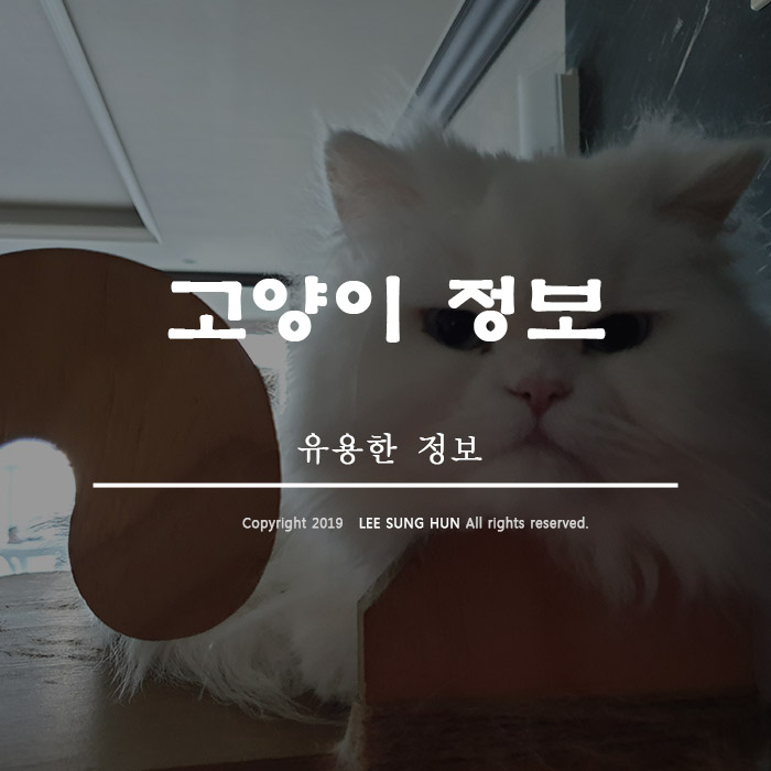  고양이 수명 품종 별로 알아봤습니다.