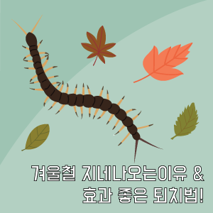 겨울철 지네나오는이유 그리고 효과좋은 퇴치법