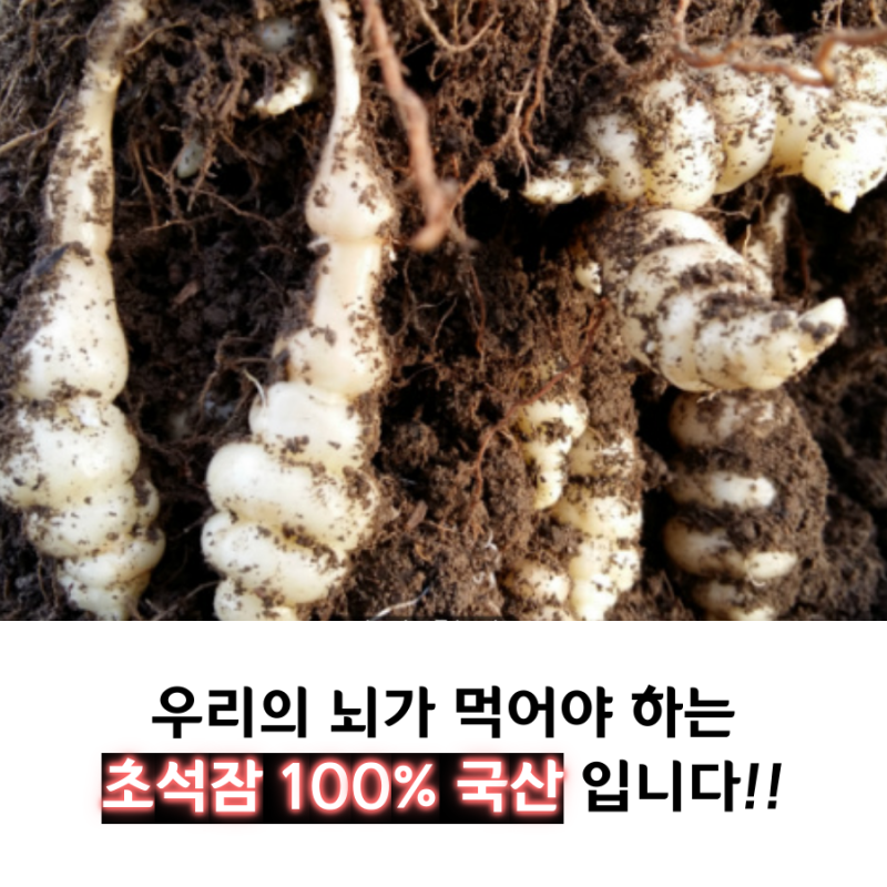 2020 지리산 초석잠 판매가격 & 생초석잠파는곳 4