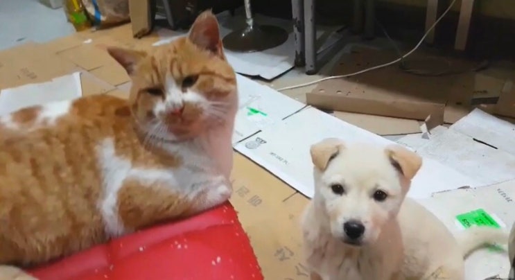  똥개 백돌이의 똥개발랄한 일상 / 35일간의 강아지 육아일기(with 뇽이)