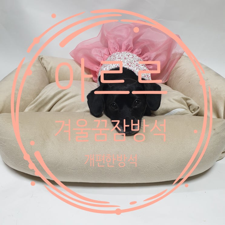 < 강아지 방석 > 아르르 겨울꿀잠방석 39,900원에 내돈내산한 후기 < 강아지 방석 > 아르르 겨울꿀잠방석 39,900원에 내돈내산한 후기